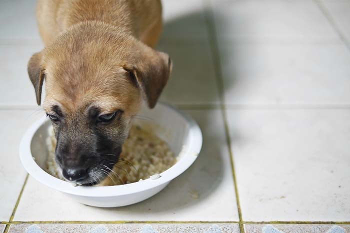 can dog food give puppies diarrhea