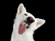 What Does It Mean When a Dog Licks You: 13 Possible Answers What Does It Mean When a Dog Licks You - 13 Possible Answers