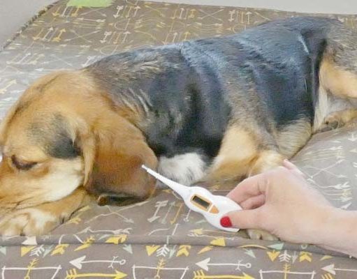 How to Tell If Your Dog Has a Cold How To Tell If Your Dog Has A Cold
