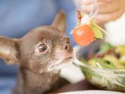 Recipe: Homemade Dog Food for Chihuahua homemade dog food for chihuahua