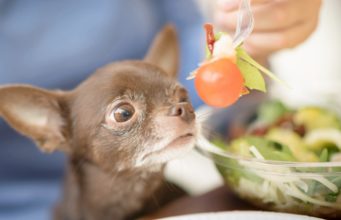 Recipe: Homemade Dog Food for Chihuahua homemade dog food for chihuahua