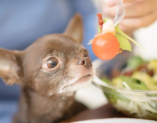 Recipe: Homemade Dog Food for Chihuahua homemade dog food for chihuahua