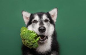 10 Best Homemade Vegan Dog Food Recipes 10 Best Homemade Vegan Dog Food Recipes