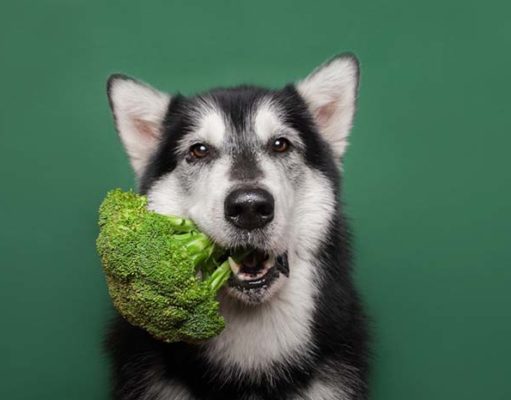 10 Best Homemade Vegan Dog Food Recipes 10 Best Homemade Vegan Dog Food Recipes