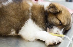 11 Most Deadly Dog Diseases Brown and white puppy with a deadly dog disease lying on a table in a vet's office