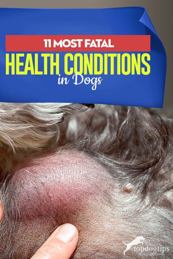 11 Most Deadly Dog Diseases by Mortality Rate