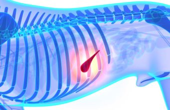 4 Signs of Pancreas Problems in Dogs (And What to Do) 4 Signs of Pancreas Problems in Dogs - And What You Can Do