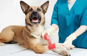 5 Best Degrees and Fields of Study for Animal Lovers