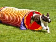 5 Best Dog Tunnels for (Agility) Exercise 5 Best Dog Tunnel Brands for (Agility) Exercise