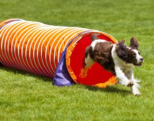 5 Best Dog Tunnels for (Agility) Exercise 5 Best Dog Tunnel Brands for (Agility) Exercise
