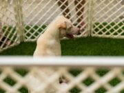 6 Best Open-Top Outdoor Dog Kennels 5 Best Open-Top Outdoor Dog Kennels