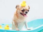 5 Best Portable Dog Baths and Tools 5 Best Portable Dog Bath and Tools