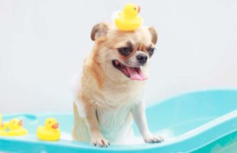 5 Best Portable Dog Baths and Tools 5 Best Portable Dog Bath and Tools