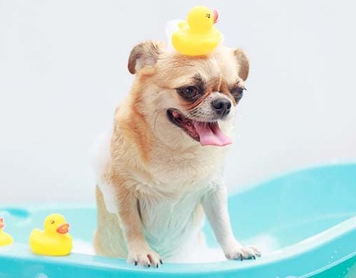 5 Best Portable Dog Baths and Tools 5 Best Portable Dog Bath and Tools