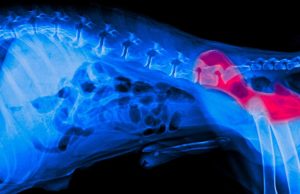 5 Signs of Hip Problems in Dogs (And What to Do) 5 Signs of Hip Problems in Dogs (And What to Do)