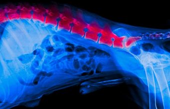 6 Signs of Back Problems in Dogs and What You Can Do About It 6 Signs of Back Problems in Dogs and What You Can Do About It