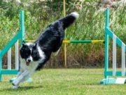 5 Best Dog Agility Jumps Best Dog Agility Jumps