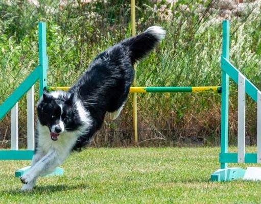 5 Best Dog Agility Jumps Best Dog Agility Jumps