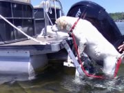 5 Best Dog Boat Ladder Choices Best Dog Boat Ladder Choices for This Year