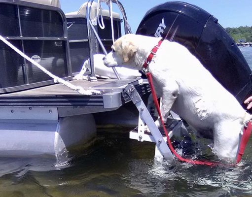 5 Best Dog Boat Ladder Choices Best Dog Boat Ladder Choices for This Year