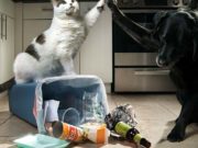 The 4 Best Dog-Proof Trash Cans Dog Proof Trash Can - The 4 Best Trash Cans for Dog Owners