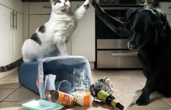 The 4 Best Dog-Proof Trash Cans Dog Proof Trash Can - The 4 Best Trash Cans for Dog Owners