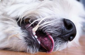 Seizures and Your Dog: Understanding the Different Types of Canine Seizures Dog Seizures - Understanding the Different Types and What to Do