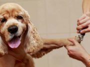 TOP #85: How Grooming Benefits Your Dog’s Health How Grooming Benefits You Dog's Health Podcast