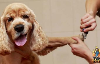 TOP #85: How Grooming Benefits Your Dog’s Health How Grooming Benefits You Dog's Health Podcast