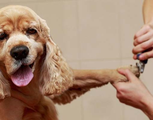 TOP #85: How Grooming Benefits Your Dog’s Health How Grooming Benefits You Dog's Health Podcast