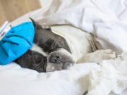 How to Treat Dog Flu and When to See Your Vet How To Treat Dog Flu
