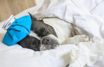 How to Treat Dog Flu and When to See Your Vet How To Treat Dog Flu