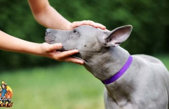 TOP #84: Is Owning a Dog Right for You? Is Owning a Dog Right for You