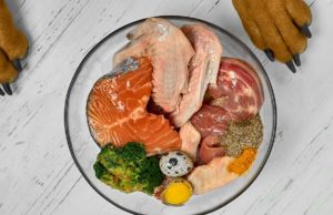 Keto Diet for Dogs: Good or Bad? Keto Diet for Dogs featured image