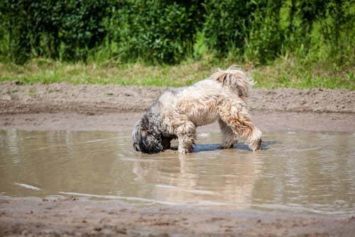 Leptospirosis in Dogs