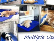 10 Best Dog Cooling Mats for Summer Ranking Best Dog Cooling Mat for Summer