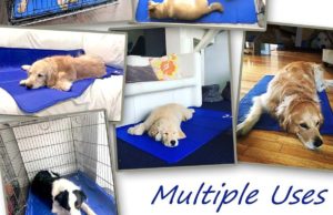 10 Best Dog Cooling Mats for Summer Ranking Best Dog Cooling Mat for Summer