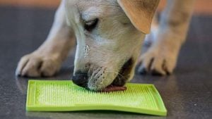 How to Bathe a Dog That Hates Water - Use Stress-Reducing Lick Food Mats