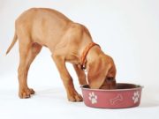 The Best Dog Food for Sensitive Skin The Best Dog Food for Sensitive Skin Brands