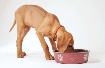The Best Dog Food for Sensitive Skin The Best Dog Food for Sensitive Skin Brands