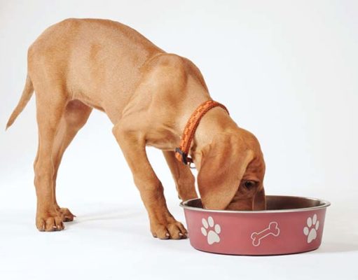 The Best Dog Food for Sensitive Skin The Best Dog Food for Sensitive Skin Brands