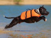 7 Best Dog Life Jackets The Best Dog Life Jackets