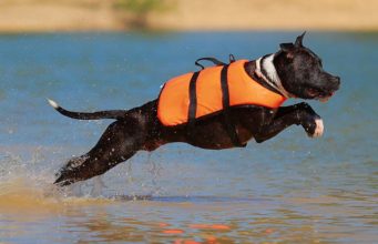 7 Best Dog Life Jackets The Best Dog Life Jackets