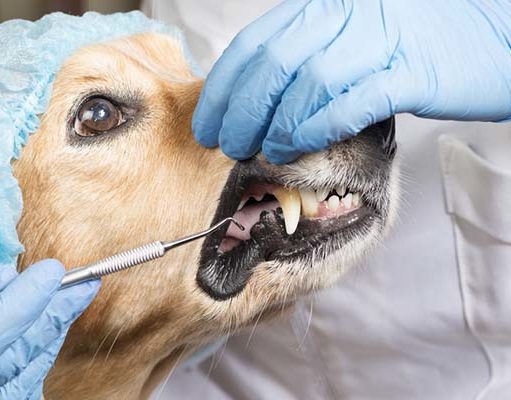 TOP #83: The Importance of Dental Health for Dogs The Importance of Dental Health for Dogs