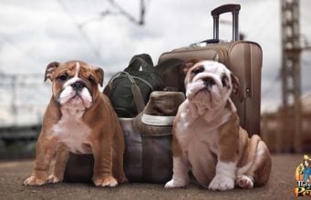 TOP #87: Tips for Traveling with Your Dog Tips for Traveling with Your Dog Podcast