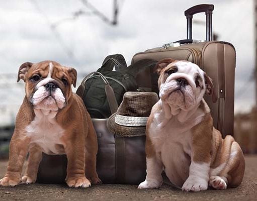 TOP #87: Tips for Traveling with Your Dog Tips for Traveling with Your Dog Podcast