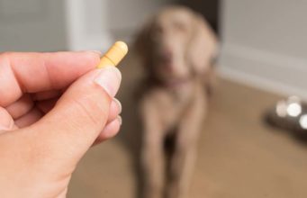 6 Tips on Using Over the Counter Dog Anxiety Medication Tips on Using Over the Counter Dog Anxiety Medication