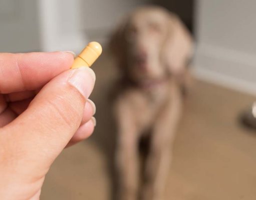 6 Tips on Using Over the Counter Dog Anxiety Medication Tips on Using Over the Counter Dog Anxiety Medication