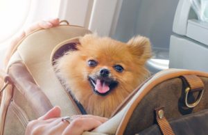 5 Best Airline Approved Dog Carrier Brands Top 5 Best Airline Approved Dog Carrier Brands