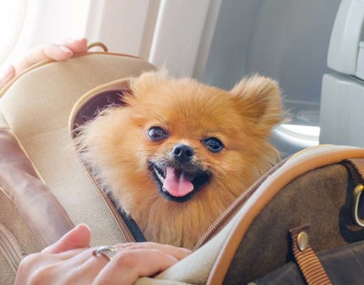 5 Best Airline Approved Dog Carrier Brands Top 5 Best Airline Approved Dog Carrier Brands